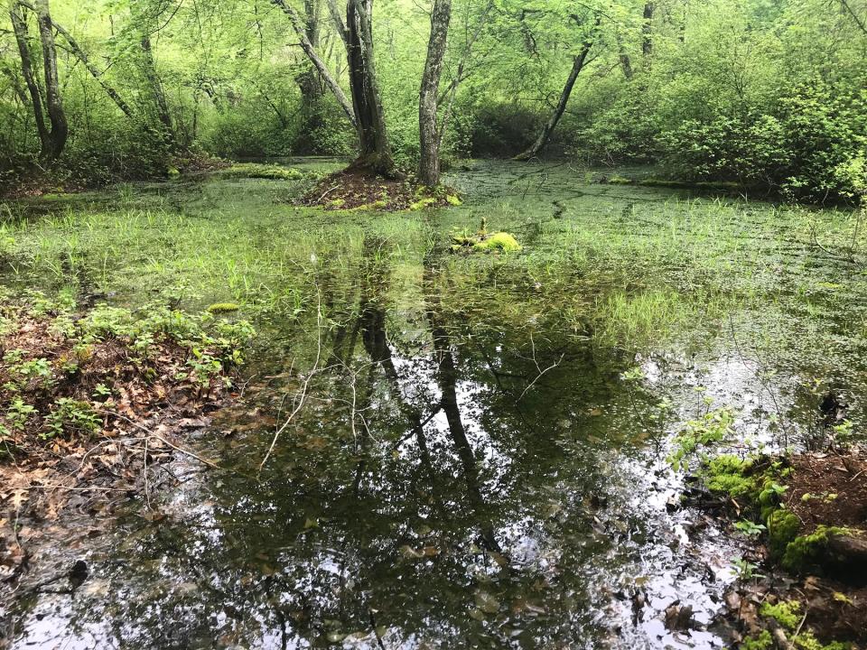 A lush vernal pool can be seen just off the red-blazed loop trail in Fort Barton Woods. 