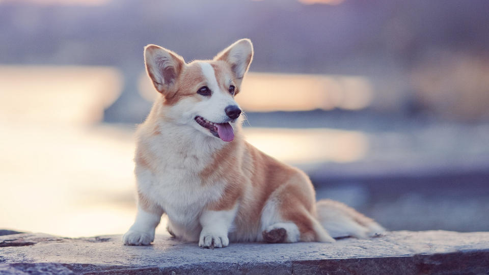 Pembroke Welsh Corgi dog