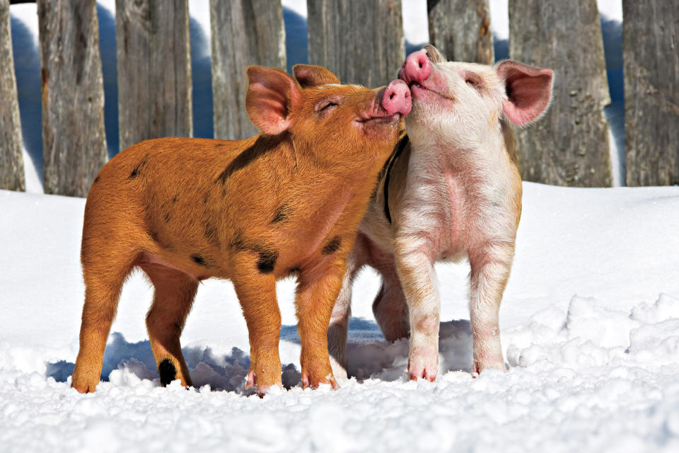 Living with humans for some 9,000 years, pigs cooperate in social groups known as sounders. (Photo by Klein-Hubert/Kimball Stock/National Geographic)