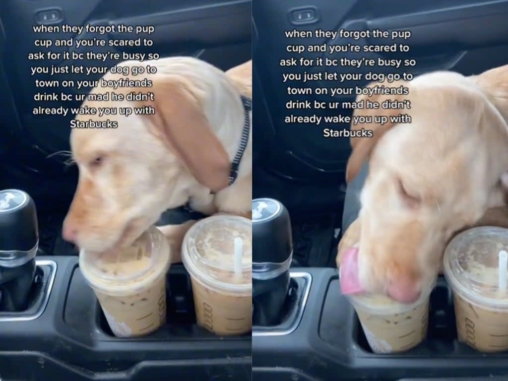 Woman sparks debate after letting dog lick lid of boyfriend’s Starbucks drink after barista forgot pup cup (TikTok / @mackenzieconro)