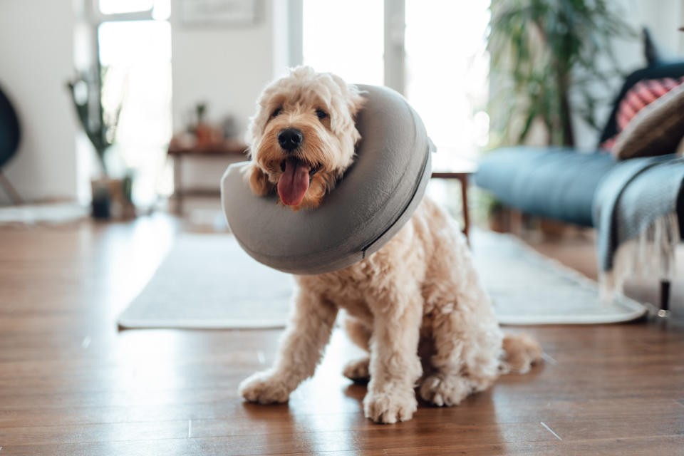 A dog wearing a cone.