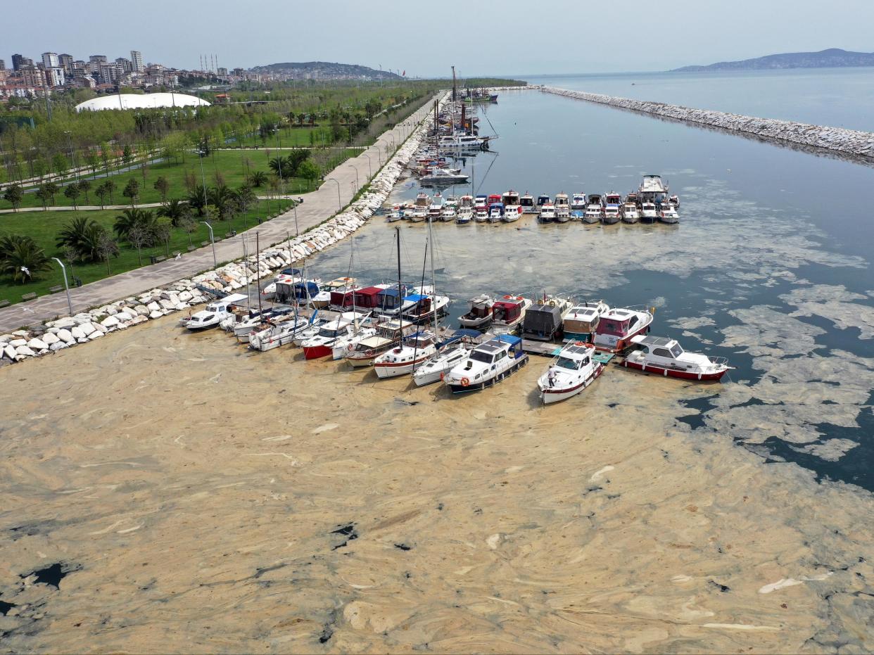 Sea snot near the Maltepe, Kadikoy and Adalar districts of Istanbul, Turkey (Lokman Akkaya/Anadolu Agency via Getty Images)