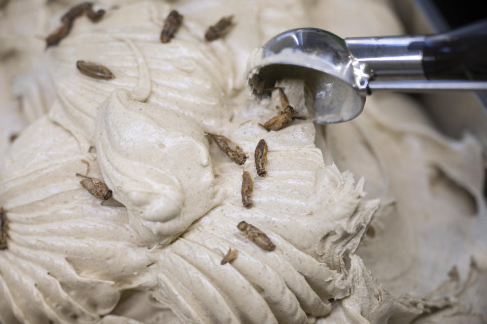 Thomas Micolino, owner of Eiscafé Rino, scoops ice cream with crickets from a bowl in Rottenburg am Neckar, Germany, Wednesday, March 1, 2023. A German ice cream parlor is selling a new kind of special treat: insect flavor with dried brown crickets as topping. (Marijan Murat/dpa via AP)