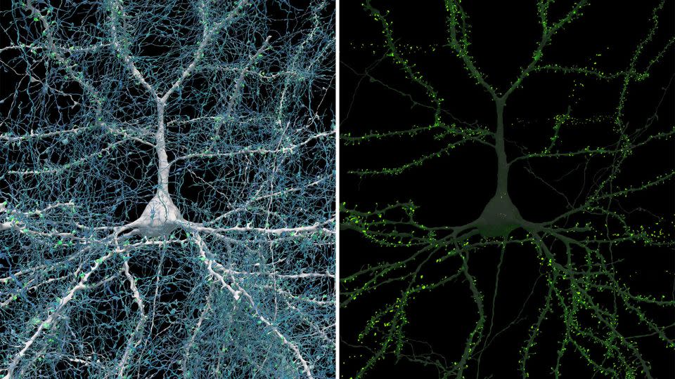 A single neuron (white) shown with 5,600 of the axons (blue) that connect to it. The synapses that make these connections are shown in green. The cell body (central core) of the neuron is about 14 micrometers across. - Google Research & Lichtman Lab/Harvard University