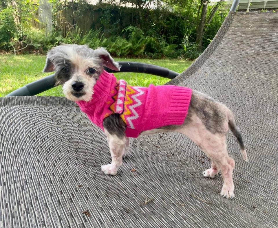 "Dolly" with a fresh cut and a new sweater.