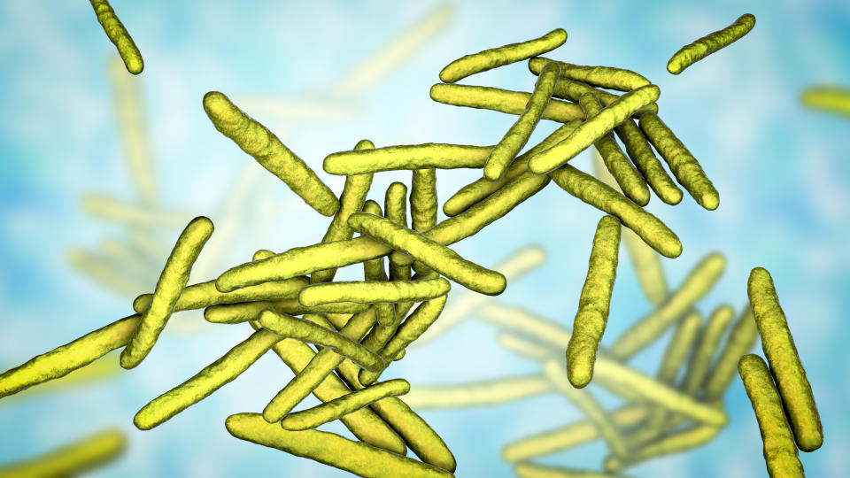 Mycobacterium leprae, the rod-shaped bacterium that causes leprosy.