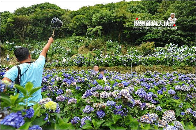 陽明山竹子湖繡球花地圖懶人包~2015/6/9花況（上篇）