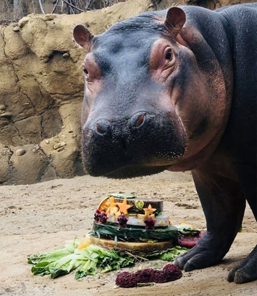 Fiona the hippo | Cincinatti Zoo/Instagram