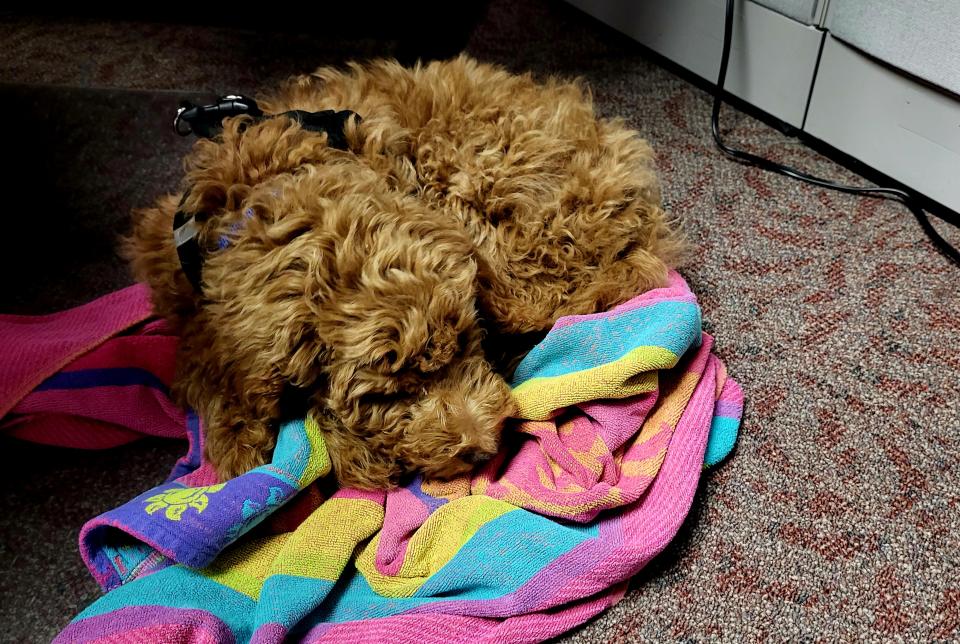 Ten-week-old double doodle pup Titan curls up at the desk of Melissa Jacobs, a crime analyst for the Port Huron Police Department, on Friday, Jan. 27, 2023. At a year old, he can be certified as a therapy dog.