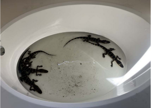 5 young alligators found in Florida house, state says. What was