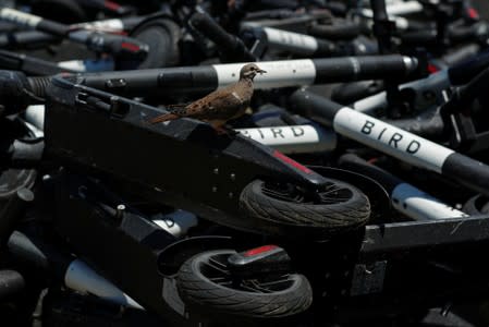 Bird lands on some of the thousands of scooters at Scoot Scoop after the company impounded the devices when contracted by private property owners who are tired of them being left on their property in San Diego, California