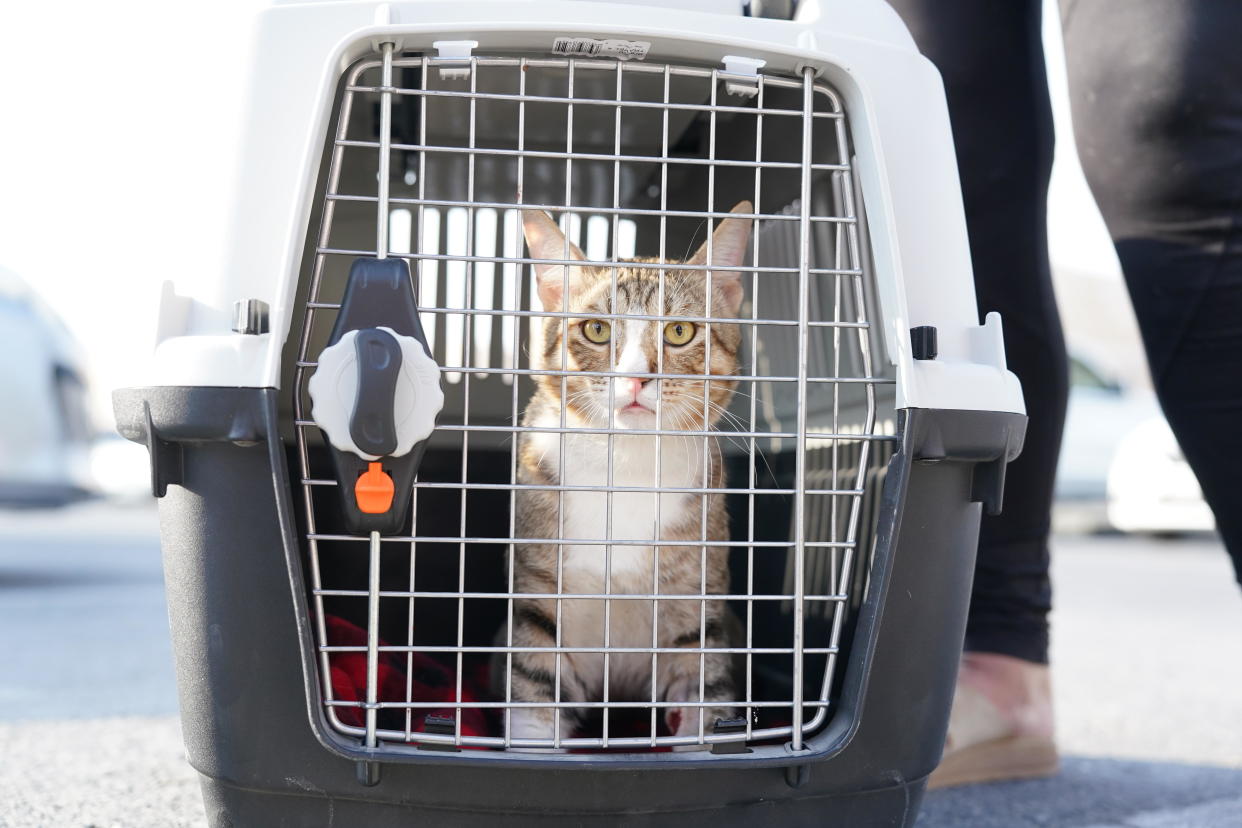 Dave the cat before leaving Al Wakrah on his way to England, UK to be rehoused. Dave the cat spent time around the England players and was adopted as their mascot during their Fifa World Cup 2022 campaign. / Credit: Martin Rickett/PA Images via Getty Images