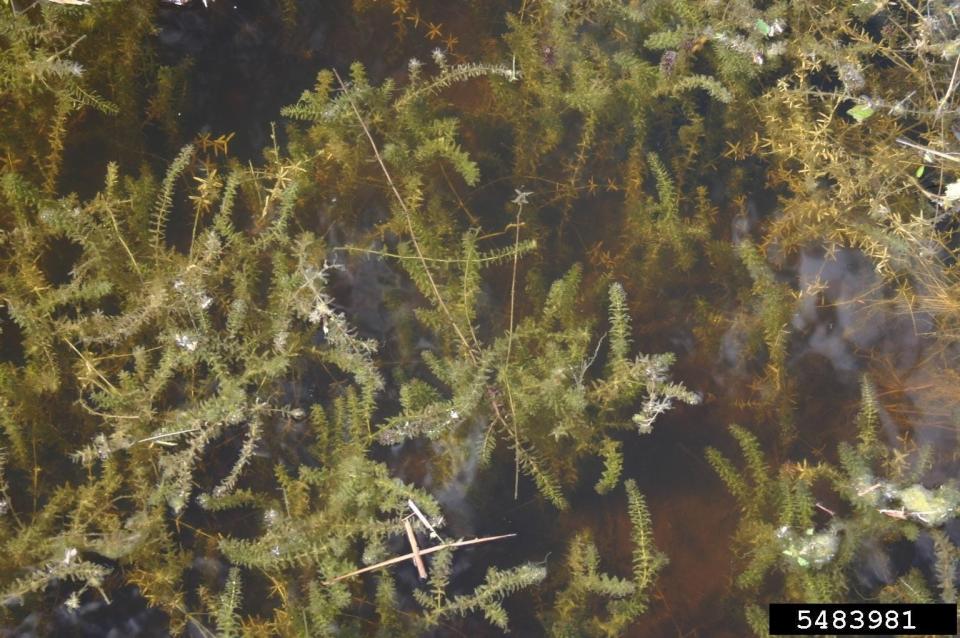 This is an infestation of the invasive aquatic plant hydrilla verticillata.