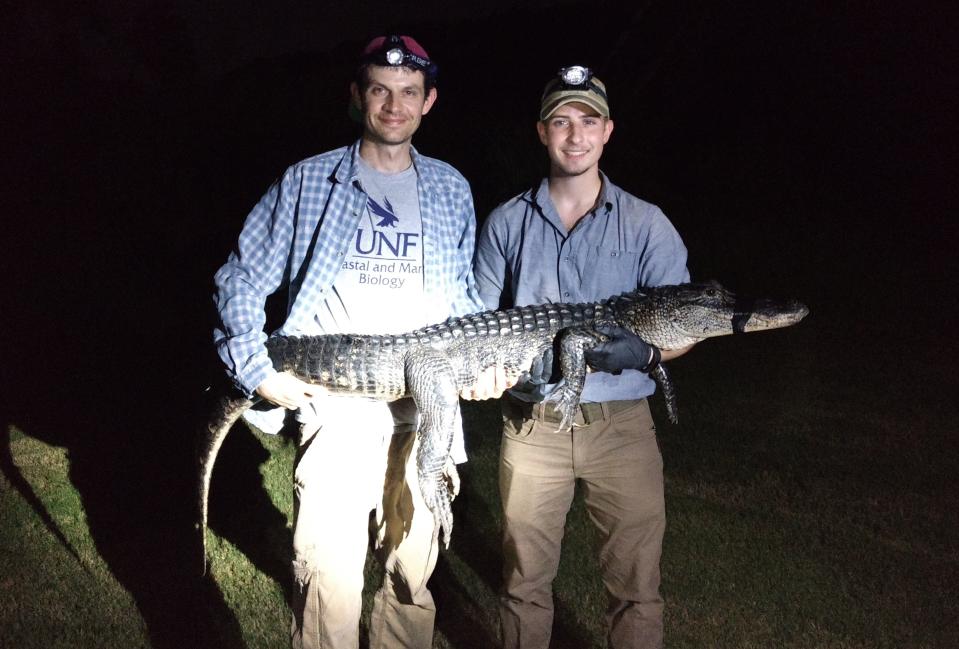 10/20/20 -- Adam Rosenblatt (left), a University of North Florida assistant professor of biology, holds an urban alligator with UNF student researcher Eli Beal, who is the co-author on a recent research paper studying alligators across St. Johns River tributaries. (Provided by UNF)