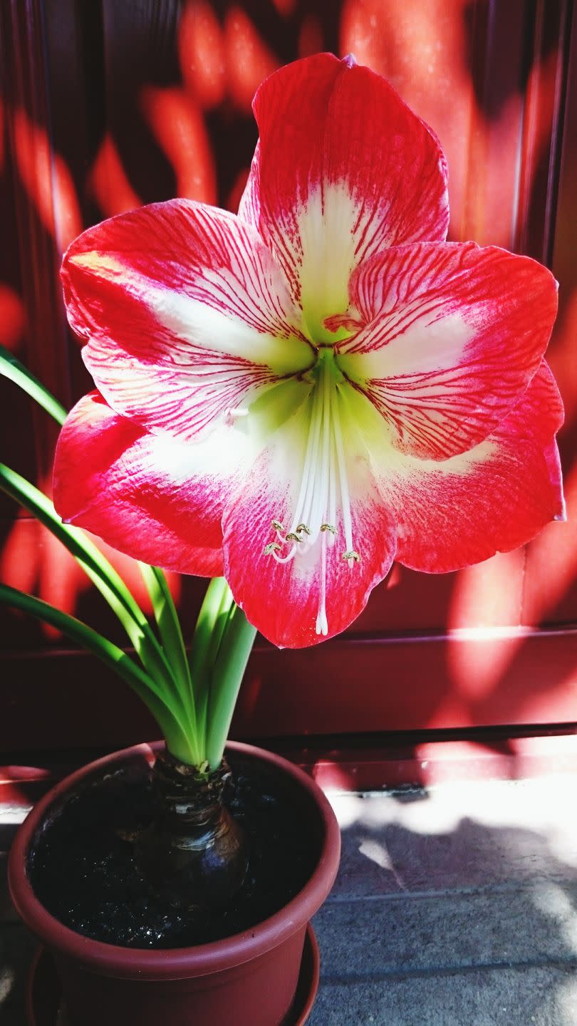 Amaryllis