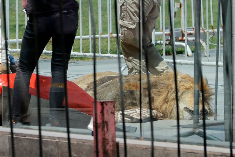 Representantes del Zoológico de Los Ángeles dejan un león muerto como protesta contra el Servicio Agrícola y Ganadero de Chile (SAG) y el gobierno frente al Palacio Presidencial La Moneda en Santiago el 20 de enero de 2023. - El cuerpo sin vida de Zeus, un Un león de 14 años fue arrojado frente al palacio presidencial chileno en el centro de Santiago como protesta luego de un procedimiento de inspección fallido