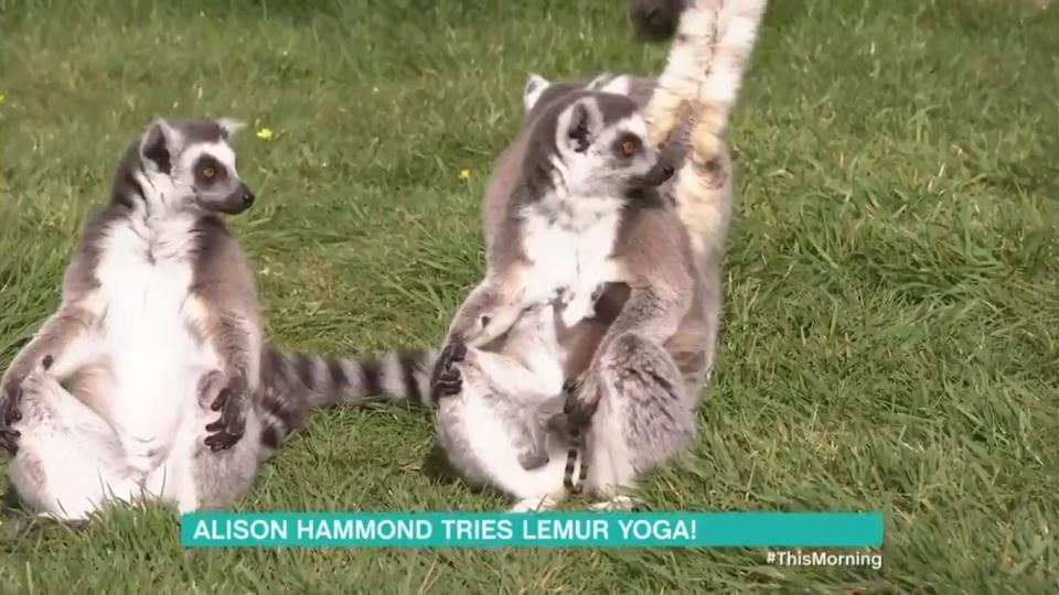 ‘This Morning’ turned green with envy after watching Alison Hammond try out lemur yoga on Thursday 4 April (ITV)