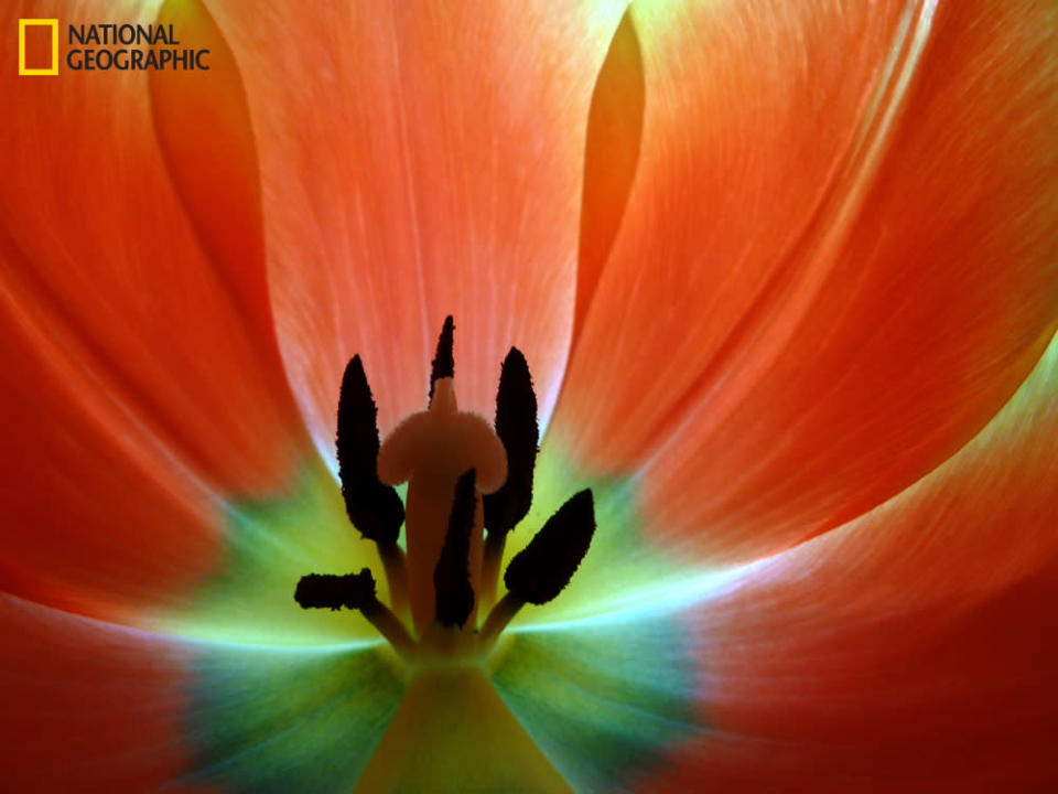 A lovely day to meet with a friend. She brings a small bunch of tulips to enjoy over our lunch together. On day three the blooms begin to relax and as the afternoon sun lowers to the horizon the light beams into and through the petals via the west-facing kitchen window. I named this piece “Light Eyes Dancing.” (Photo and caption Courtesy Shelley Munson / National Geographic Your Shot) <br> <br> <a href="http://ngm.nationalgeographic.com/your-shot/weekly-wrapper" rel="nofollow noopener" target="_blank" data-ylk="slk:Click here;elm:context_link;itc:0;sec:content-canvas" class="link ">Click here</a> for more photos from National Geographic Your Shot.