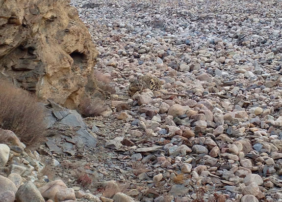 Can you spot the snow leopard? The elusive mountain cats are masters of camouflage, which may explain why even many locals who have lived amongst them all their lives have never seen one. Here, a snow leopard hides in plain sight amidst the roc