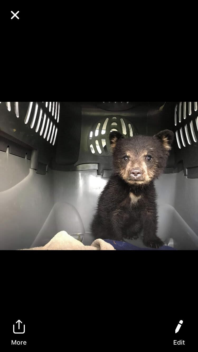 The orphaned black bear cub will join 13 other cubs at the Northern Lights Wildlife Society's sanctuary in Smithers, B.C., before being released back into the wild next June.