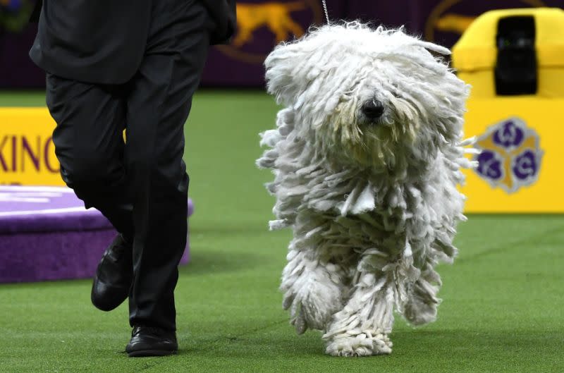 Un komondor corre con su dueño en la categoría de trabajo antes del “Best in Show” del 143º Westminster Kennel Club Annual Dog Show en el Madison Square Garden de Nueva York el 12 de febrero de 2019 (Foto: Timothy A. Clary / AFP / Getty Images).