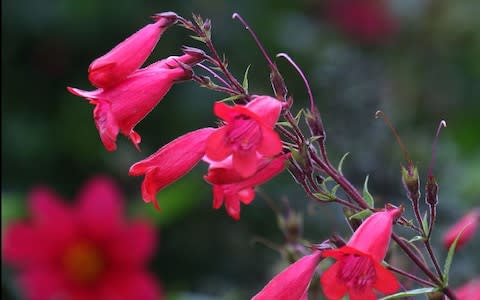 Penstemon - Credit: Martin Pope