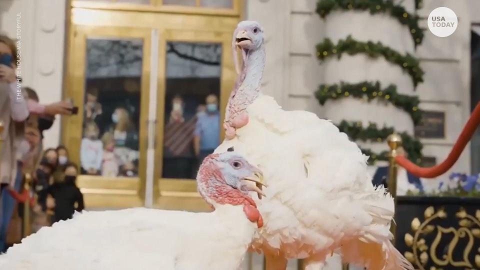 Two turkeys from a farm in Walcott, Iowa, have arrived in Washington, D.C. for the annual pardoning ceremony with the President.