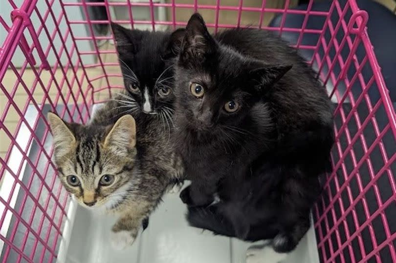 They're around three months old -Credit:RSPCA