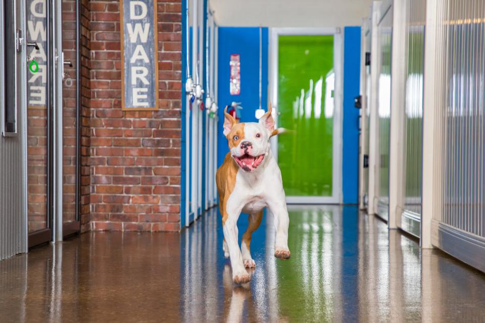 Hounds Town USA is a chain of doggie daycare, grooming and boarding facilities across the United States.