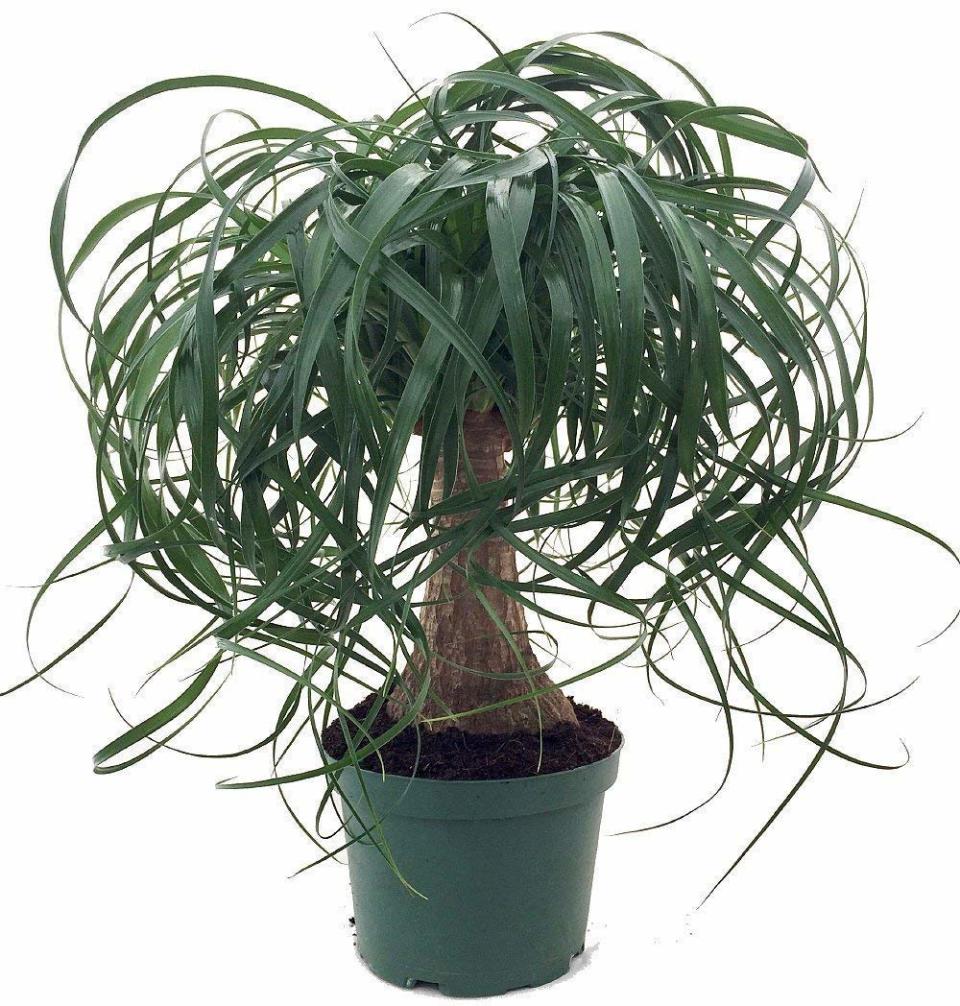 Brussel’s Bonsai Ponytail Palm 6″ Plastic Pot (Photo: Amazon)