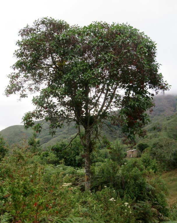 Although the cinchona is a tree and quinoa a cereal, some Peruvians are unable to tell the two apart