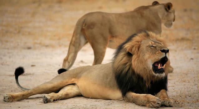 Cecil (pictured) had been fitted with a collar to track his movements but strayed outside the confines of Hwange National Park and was then shot. Photo: AAP