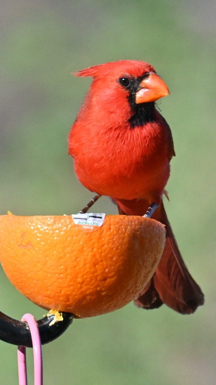 A Northern Cardinal is about to enjoy some fruit or a good place to rest.