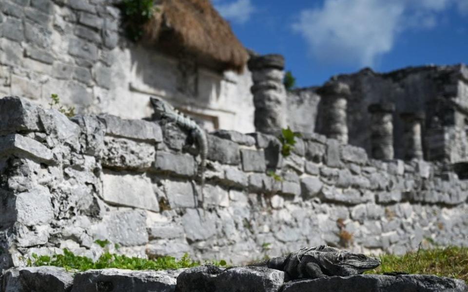 Iguanas sun themselves in the ruins - Getty