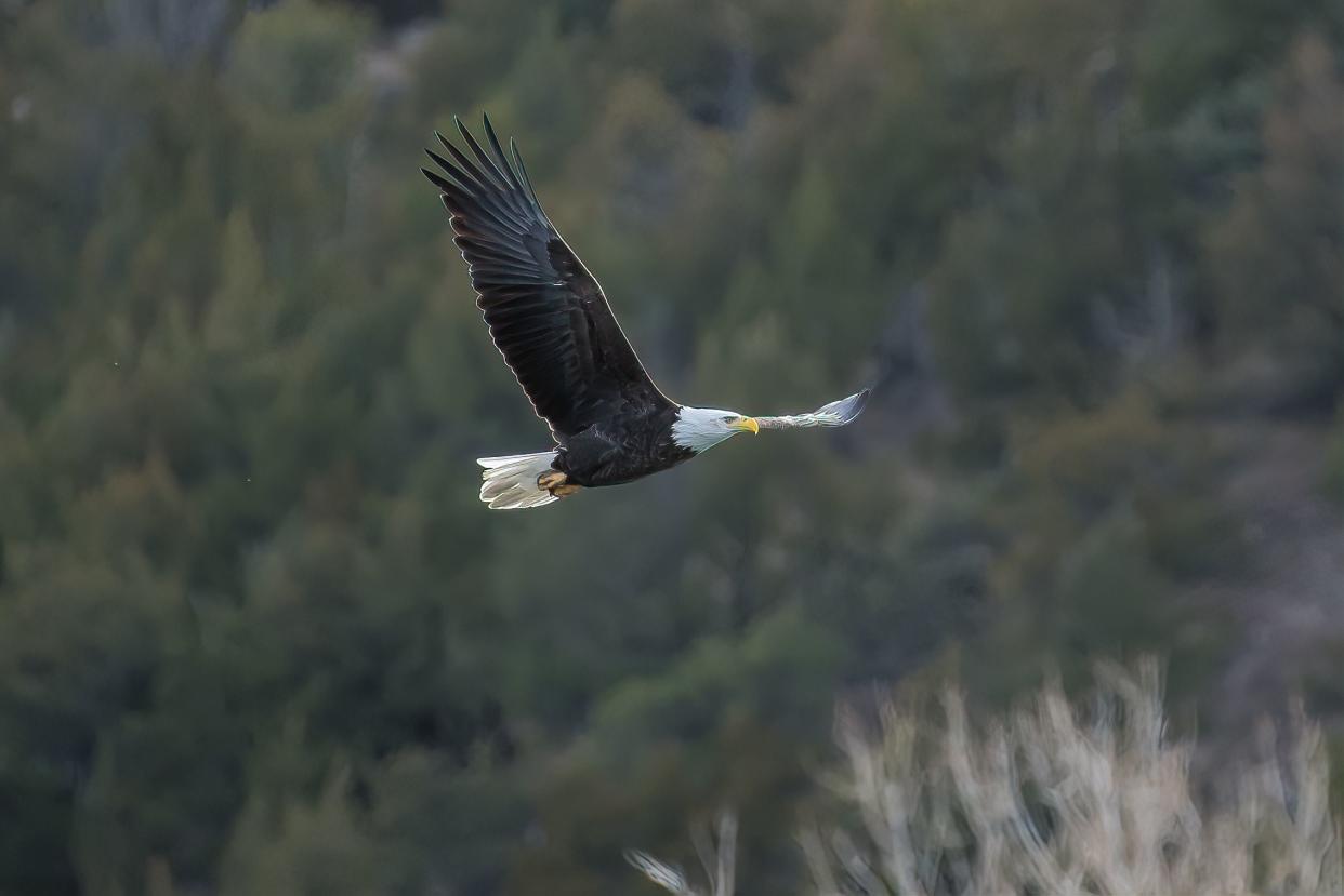Bald Eagle in flight in Nebraska near Ogallala in western USA.