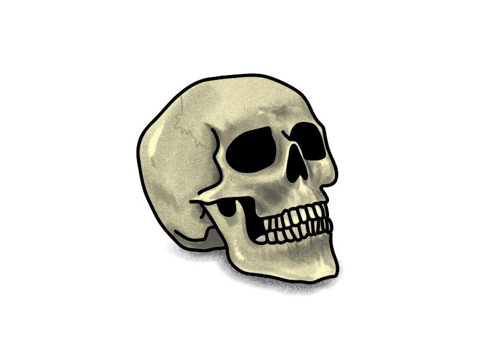 illustration of a skull