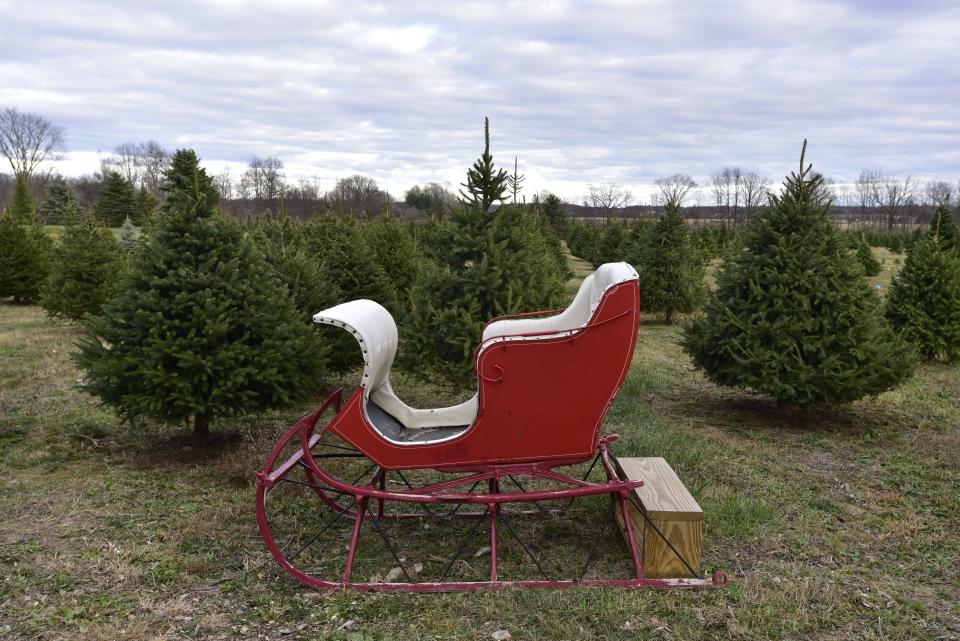 A Santa Clause sleigh for patrons to sit in at Country Christmas Tree Farm located at 8122 Bricker Road in Greenwood Township on Monday, Nov. 14, 2022. Tree prices start at $45.