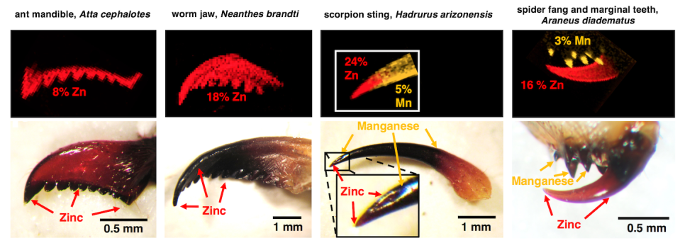 Biomaterials that incorporate zinc (red) and manganese (orange) are located in the important cutting and piercing edges of ant mandibles, worm jaws and other ‘tools.’ Robert Schofield, <a href="http://creativecommons.org/licenses/by-nd/4.0/" rel="nofollow noopener" target="_blank" data-ylk="slk:CC BY-ND;elm:context_link;itc:0;sec:content-canvas" class="link ">CC BY-ND</a>