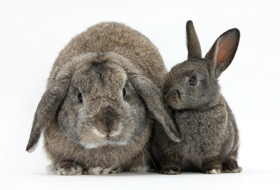 <p>Adult lop and baby agouti rabbits. (Warren Photographic/Mercury Press) </p>