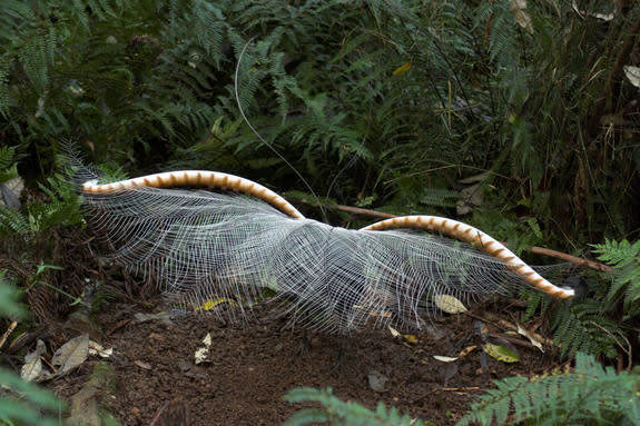 When male superb lyrebirds sing, they often move their bodies to the music in a choreographed way