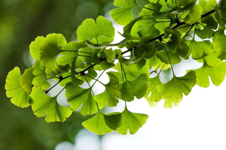 La característica hoja de un tipo de Gingko biloba