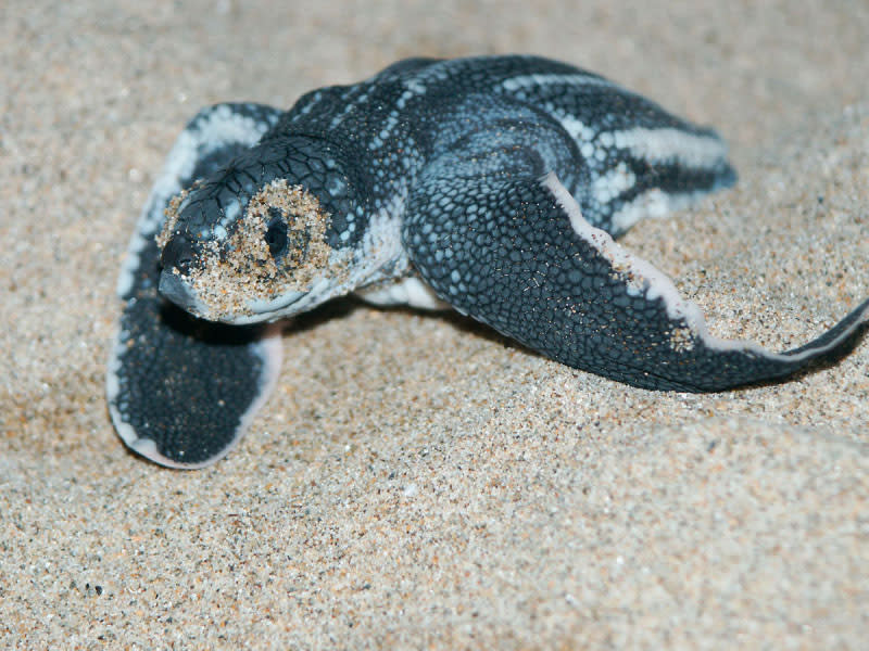 Leatherback turtle – The leatherback turtle has survived for more than a hundred million years, but is now facing extinction. Recent estimates of numbers show that this species is declining precipitously throughout its range. World Wildlife Fund has put together a top 10 list of endangered species to be on the look-out for in 2012. © Carlos Drews / WWF-Canon <br> <br> <a href="http://WorldWildlife.org/how" rel="nofollow noopener" target="_blank" data-ylk="slk:Help protect their future by visiting www.WorldWildlife.org/how to see what you can do to make a difference for our planet.;elm:context_link;itc:0;sec:content-canvas" class="link ">Help protect their future by visiting www.WorldWildlife.org/how to see what you can do to make a difference for our planet. </a>