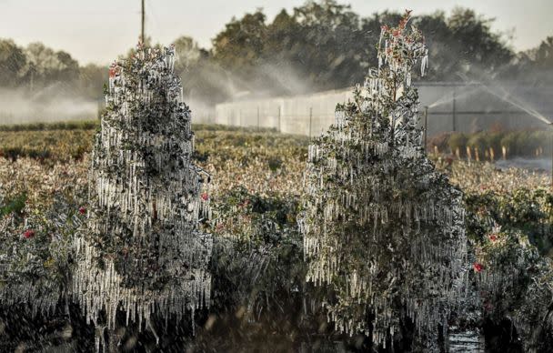 PHOTO: A thin layer of ice covers ornamental plants, Jan. 4, 2018, in Plant City, Fla. Growers spray water on the plants to help protect them from extreme cold temperatures.  (Chris O'Meara/AP)