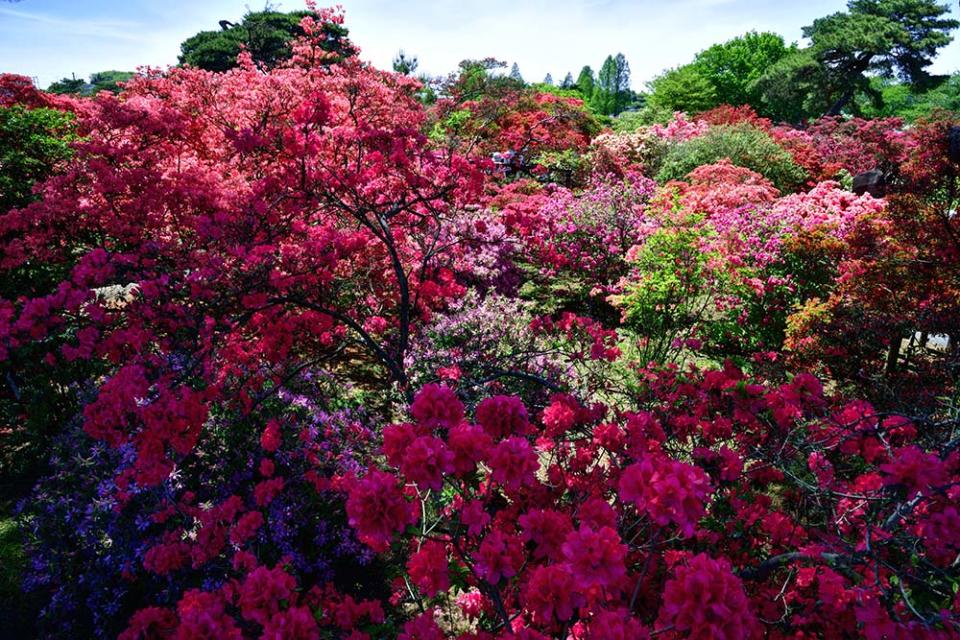 躑躅岡公園（Image Source : Getty Creative/iStockphoto）