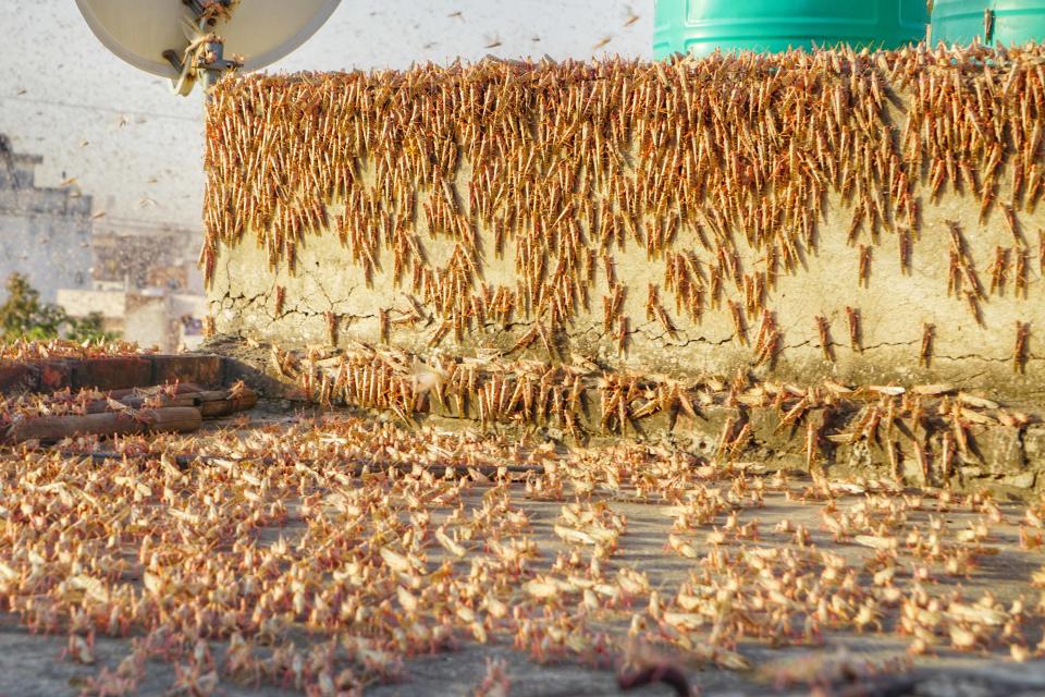 Swarms of locust attack in the residential areas of Jaipur, Rajasthan, Monday, May 25, 2020. More than half of Rajasthans 33 districts are affected by invasion by these crop-munching insects.(Photo by Vishal Bhatnagar/NurPhoto via Getty Images)