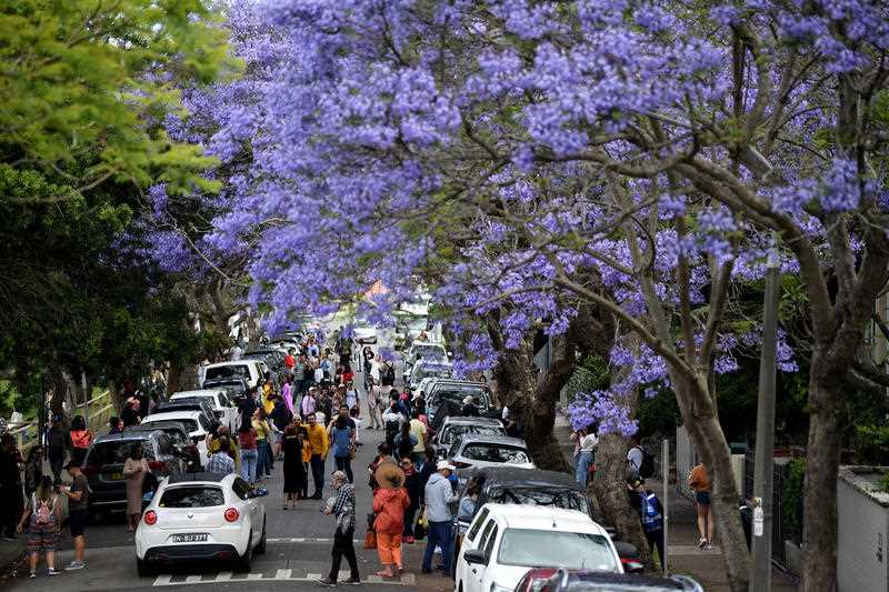 People pose for a photo amongst jacaranda trees at Kirribilli in Sydney.