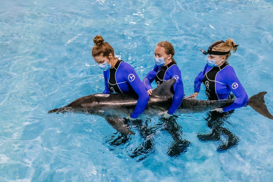 Officials said a dolphin is recovering at a Florida aquarium after being found stranded off the coast last week.