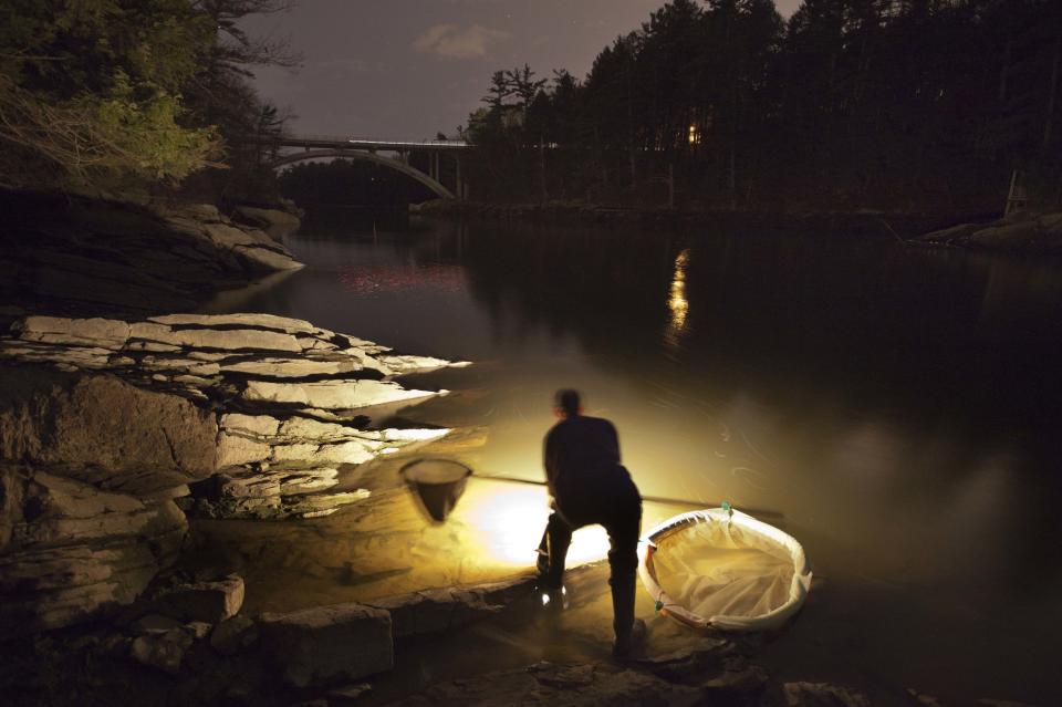 In this photo made Thursday, March 23, 2012, Bruce Steeves uses a lantern while dip netting fort elvers on a river in southern Maine. Elvers are young, translucent eels that are born in the Sargasso Sea and swim to freshwater lakes and ponds where they grow to adults before returning to the sea. (AP Photo/Robert F. Bukaty)