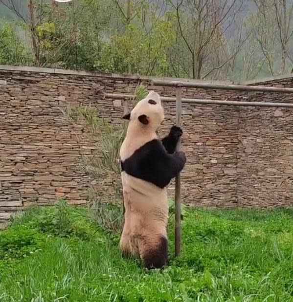 大熊貓「福寶」超萌啟動吃播模式，開始探索室外。(微博)