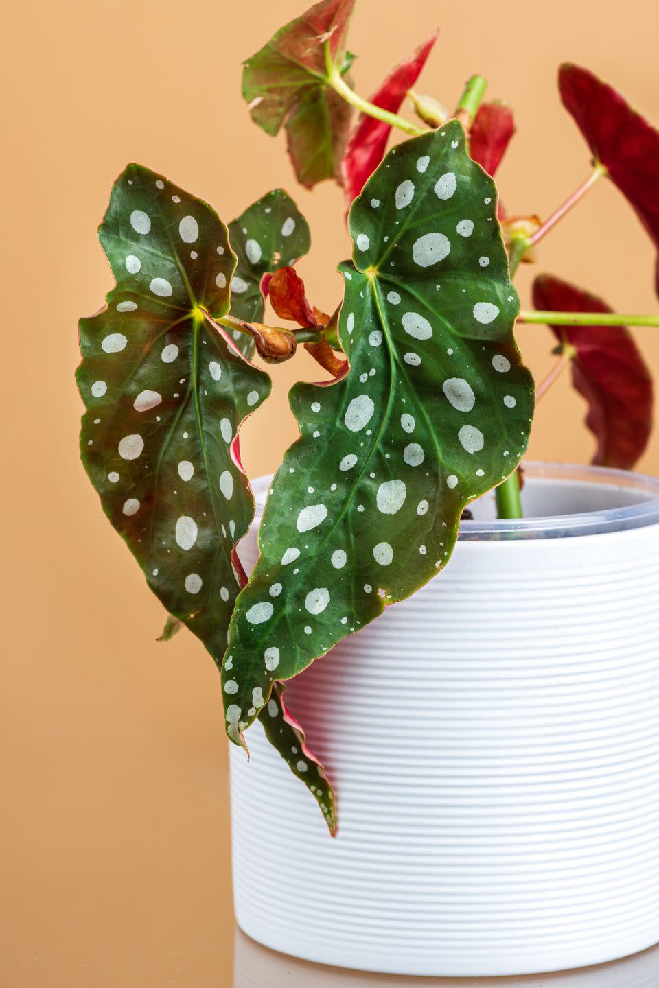 begonia maculata plant in white pot